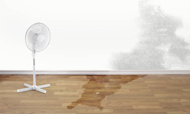 Best Water damage restoration near me  in Harlem, FL